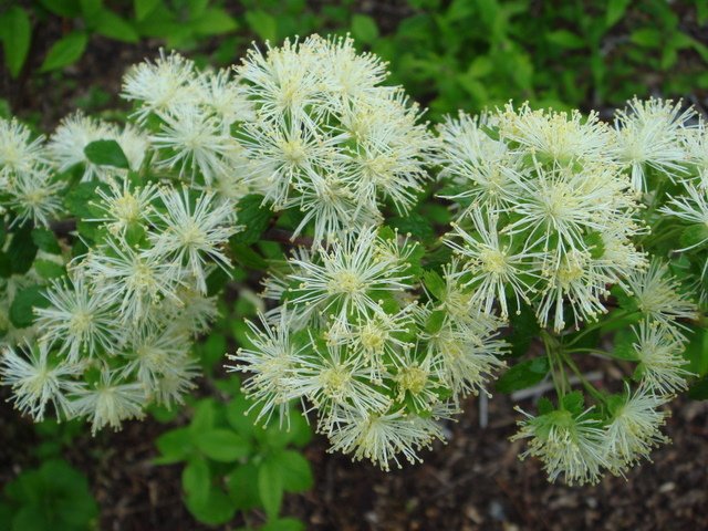 Neviusia alabamensis fleur P2C P7